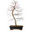 Acer palmatum deshojo, 60 cm, ± 25 ans, avec un nebari de 7 cm