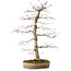 Acer palmatum deshojo, 60 cm, ca. 25 Jahre alt, mit einem Wurzelhals von 10 cm