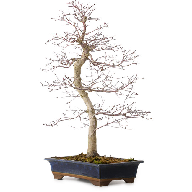Acer palmatum deshojo, 60 cm, ± 25 anni, con nebari di 7 cm
