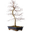 Acer palmatum deshojo, 60 cm, ± 25 años, con un nebari de 7 cm