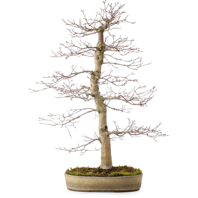 Acer palmatum deshojo, 60 cm, ± 25 ans, avec un nebari de 10 cm