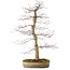 Acer palmatum deshojo, 60 cm, ca. 25 Jahre alt, mit einem Wurzelhals von 10 cm