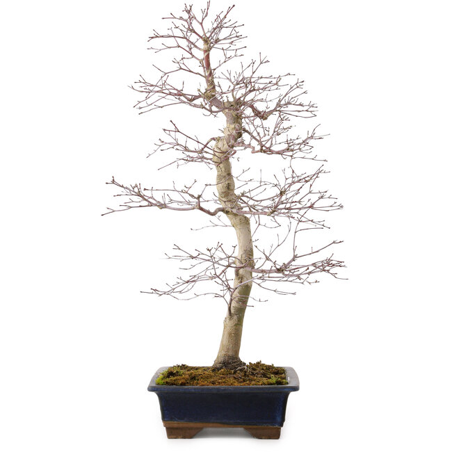 Acer palmatum deshojo, 60 cm, ± 25 years old, with a nebari of 7 cm