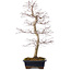 Acer palmatum deshojo, 60 cm, ± 25 ans, avec un nebari de 7 cm