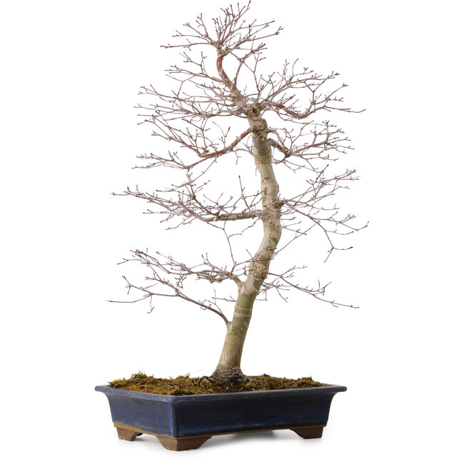Acer palmatum deshojo, 60 cm, ± 25 años, con un nebari de 7 cm