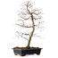 Acer palmatum deshojo, 60 cm, ca. 25 Jahre alt, mit einem Wurzelhals von 7 cm