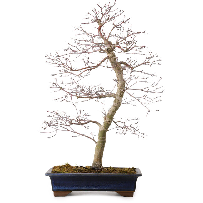 Acer palmatum deshojo, 60 cm, ± 25 ans, avec un nebari de 7 cm
