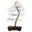 Acer palmatum deshojo, 60 cm, ± 25 años, con un nebari de 7 cm