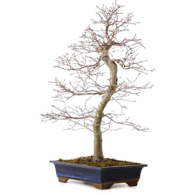 Acer palmatum deshojo, 60 cm, ± 25 años, con un nebari de 7 cm