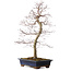 Acer palmatum deshojo, 60 cm, ± 25 ans, avec un nebari de 7 cm