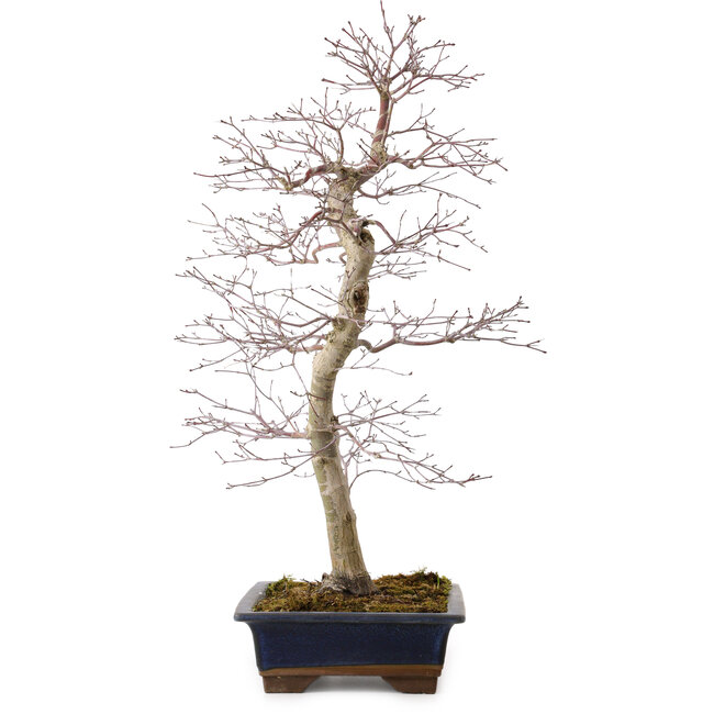 Acer palmatum deshojo, 60 cm, ca. 25 Jahre alt, mit einem Wurzelhals von 7 cm
