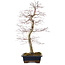 Acer palmatum deshojo, 60 cm, ± 25 years old, with a nebari of 7 cm