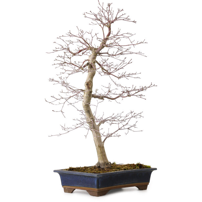 Acer palmatum deshojo, 60 cm, ± 25 años, con un nebari de 7 cm