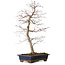 Acer palmatum deshojo, 60 cm, ± 25 years old, with a nebari of 7 cm