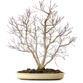 Acer palmatum, 65 cm, ± 35 años