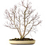 Acer palmatum, 65 cm, ca. 35 Jahre alt, mit einem Wurzelhals von 13 cm