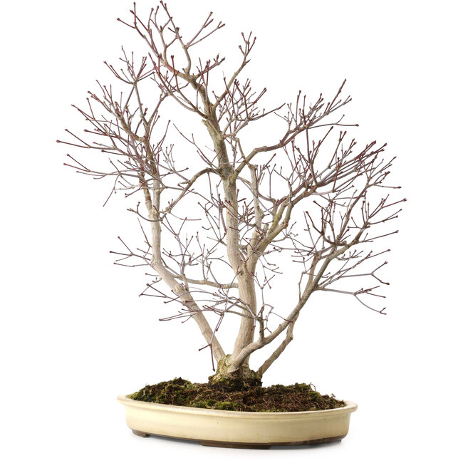 Acer palmatum, 65 cm, ca. 35 Jahre alt, mit einem Wurzelhals von 13 cm