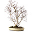 Acer palmatum, 65 cm, ± 35 ans, avec un nebari de 13 cm