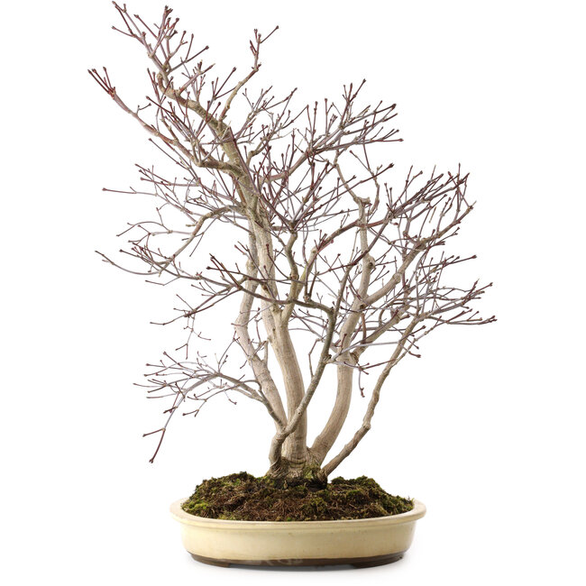 Acer palmatum, 65 cm, ± 35 years old, with a nebari of 13 cm