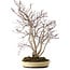 Acer palmatum, 65 cm, ± 35 anni, con nebari di 13 cm