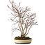Acer palmatum, 65 cm, ± 35 años, con un nebari de 13 cm