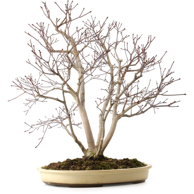 Acer palmatum, 65 cm, ca. 35 Jahre alt, mit einem Wurzelhals von 13 cm