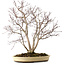 Acer palmatum, 65 cm, ± 35 años, con un nebari de 13 cm
