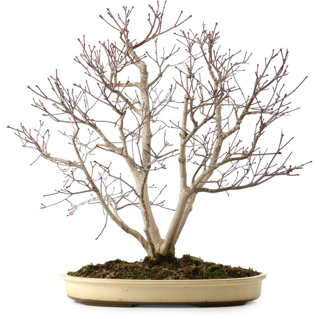 Acer palmatum, 65 cm, ca. 35 Jahre alt, mit einem Wurzelhals von 13 cm