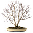 Acer palmatum, 65 cm, ca. 35 Jahre alt, mit einem Wurzelhals von 13 cm