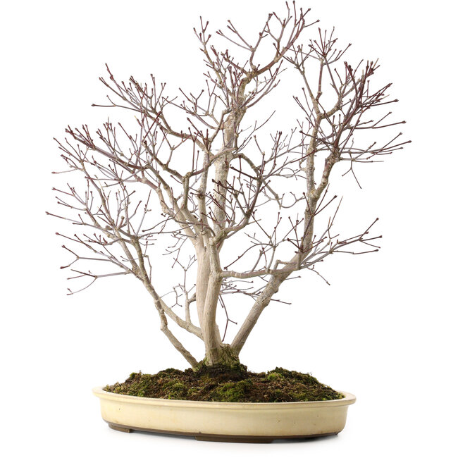 Acer palmatum, 65 cm, ± 35 anni, con nebari di 13 cm