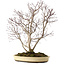 Acer palmatum, 65 cm, ± 35 años, con un nebari de 13 cm