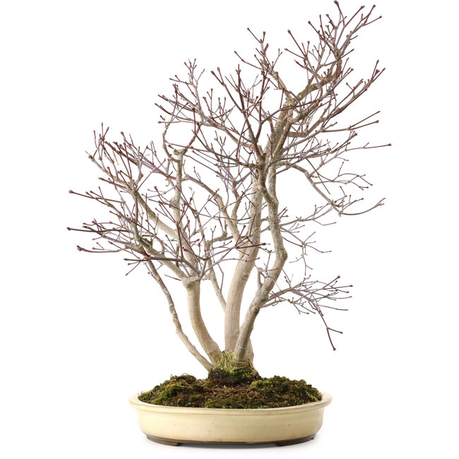 Acer palmatum, 65 cm, ± 35 ans, avec un nebari de 13 cm