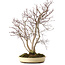 Acer palmatum, 65 cm, ca. 35 Jahre alt, mit einem Wurzelhals von 13 cm