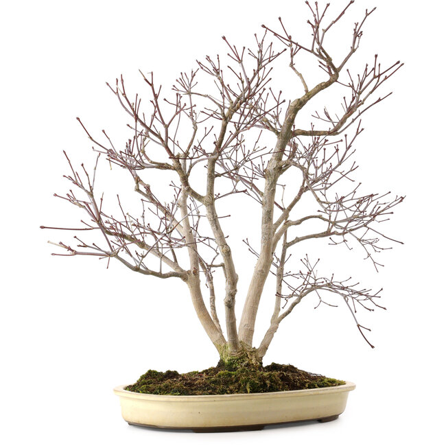 Acer palmatum, 65 cm, ± 35 ans, avec un nebari de 13 cm