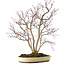 Acer palmatum, 65 cm, ± 35 years old, with a nebari of 13 cm