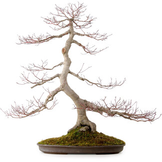 Acer palmatum, 68 cm, ± 35 años