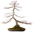 Acer palmatum, 68 cm, ± 35 Jahre alt, mit einem Wurzelhals von 15 cm