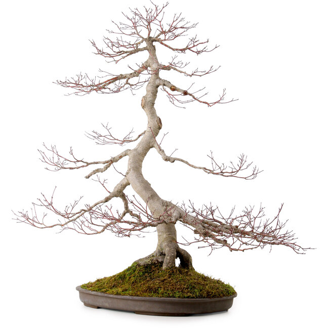 Acer palmatum, 68 cm, ± 35 Jahre alt, mit einem Wurzelhals von 15 cm
