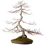 Acer palmatum, 68 cm, ± 35 años, con un nebari de 15 cm