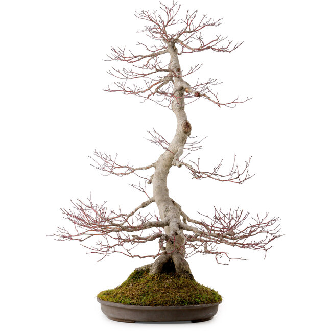 Acer palmatum, 68 cm, ± 35 Jahre alt, mit einem Wurzelhals von 15 cm