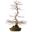 Acer palmatum, 68 cm, ± 35 años, con un nebari de 15 cm