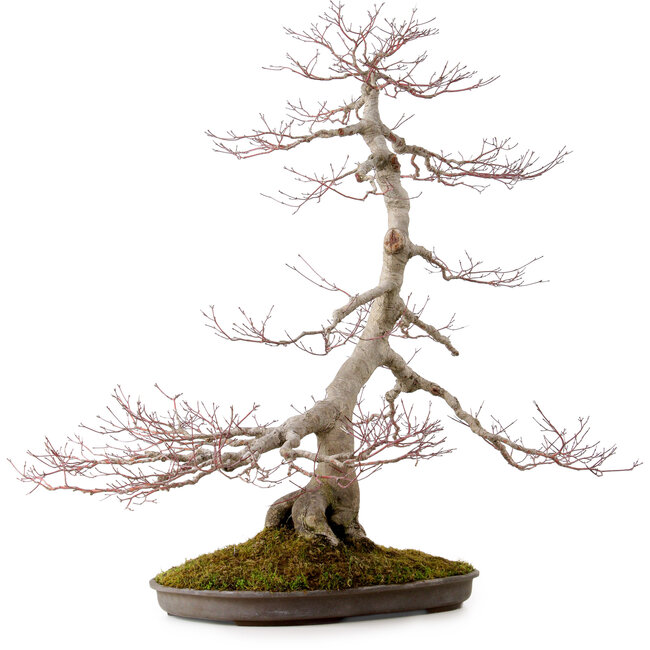 Acer palmatum, 68 cm, ± 35 años, con un nebari de 15 cm