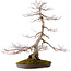 Acer palmatum, 68 cm, ± 35 años, con un nebari de 15 cm