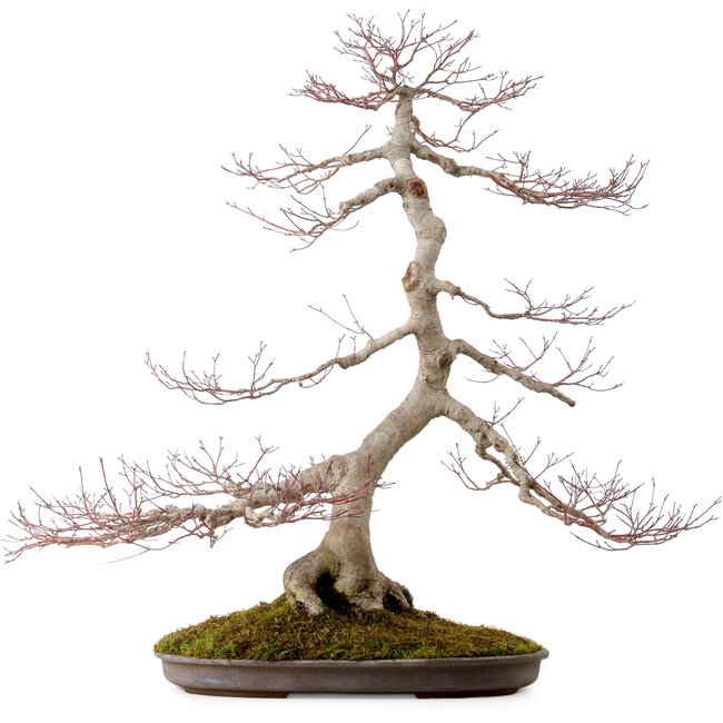 Acer palmatum, 68 cm, ± 35 Jahre alt, mit einem Wurzelhals von 15 cm