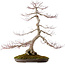 Acer palmatum, 68 cm, ± 35 años, con un nebari de 15 cm