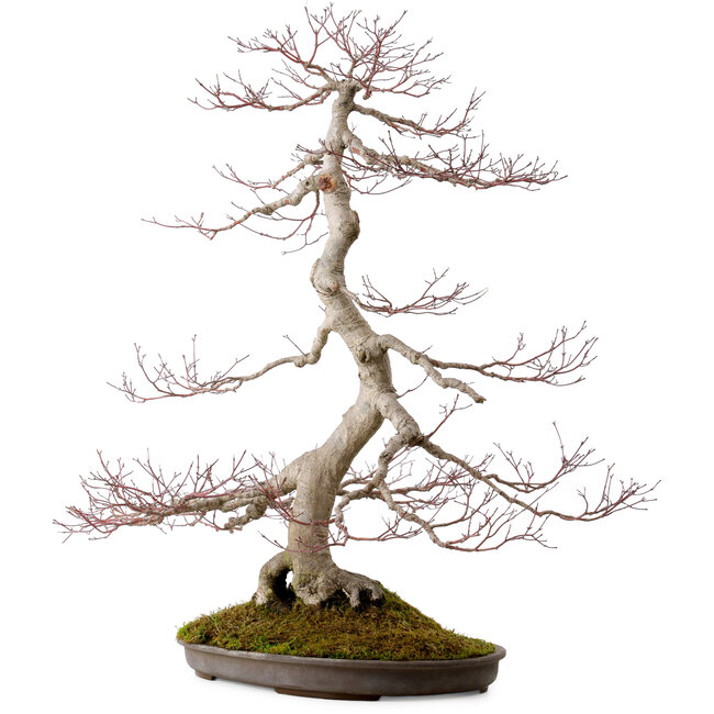 Acer palmatum, 68 cm, ± 35 Jahre alt, mit einem Wurzelhals von 15 cm