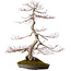 Acer palmatum, 68 cm, ± 35 Jahre alt, mit einem Wurzelhals von 15 cm