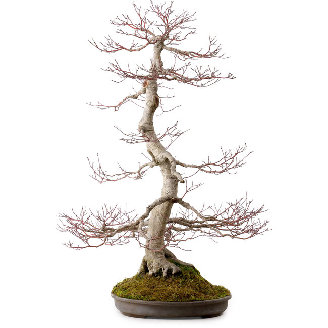 Acer palmatum, 68 cm, ± 35 Jahre alt, mit einem Wurzelhals von 15 cm