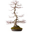 Acer palmatum, 68 cm, ± 35 años, con un nebari de 15 cm