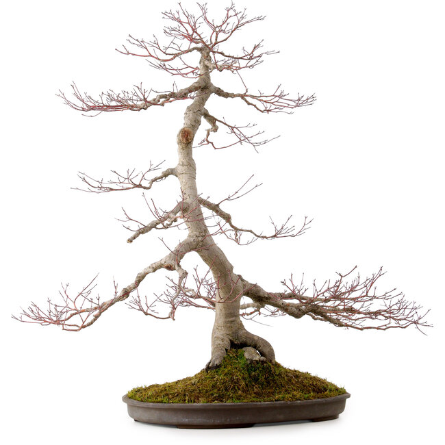 Acer palmatum, 68 cm, ± 35 Jahre alt, mit einem Wurzelhals von 15 cm